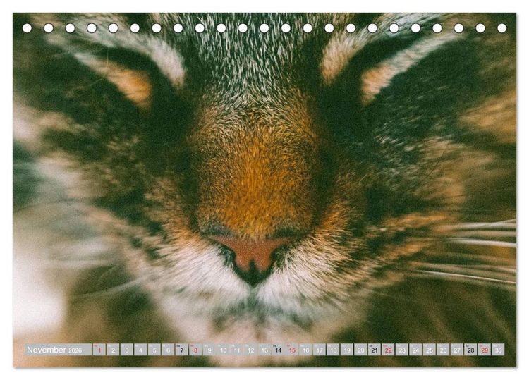 Produktbild: Katzen Pers&ouml;nlichkeiten 2026 (Tischkalender 2026 DIN A5 quer), CALVENDO Monatskalender