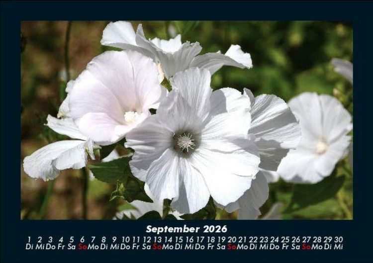 Produktbild: Blumenkalender 2026 Fotokalender DIN A5