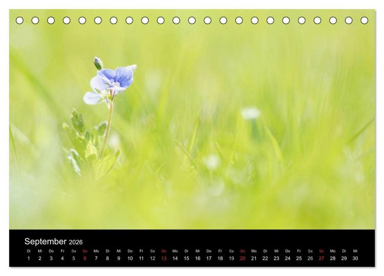 Produktbild: Wilde Bl&uuml;ten-Tr&auml;ume (Tischkalender 2026 DIN A5 quer), CALVENDO Monatskalender