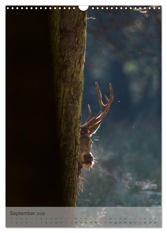 Produktbild: Emotionale Momente: Hirschbrunft (Wandkalender 2026 DIN A3 hoch), CALVENDO Monatskalender