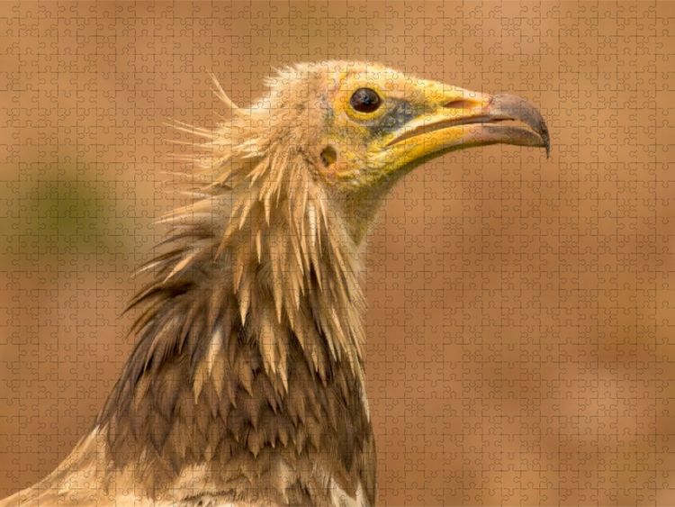 Produktbild: CALVENDO Puzzle &Auml;gyptischer Geier im Portr&auml;t | 1000 Teile Lege-Gr&ouml;&szlig;e 64x48cm Foto-Puzzle f&uuml;r gl&uuml;ckliche Stunden