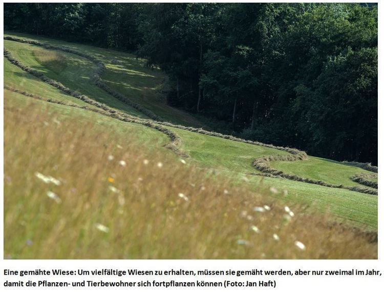 Produktbild: Die Wiese