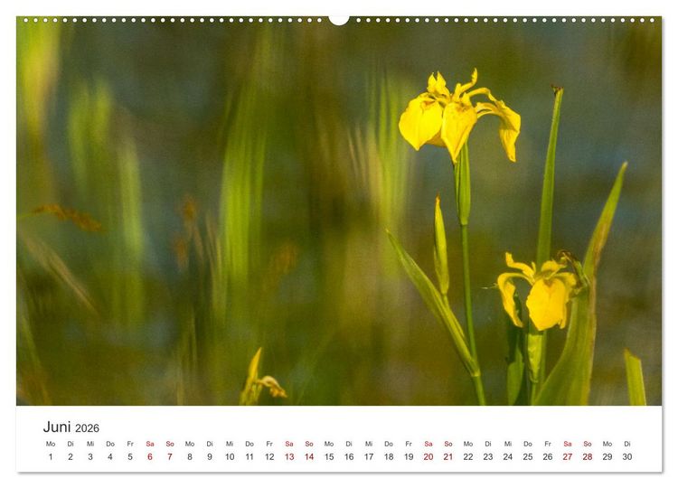 Produktbild: Naturjuwel Haspelmoor (Wandkalender 2026 DIN A2 quer), CALVENDO Monatskalender
