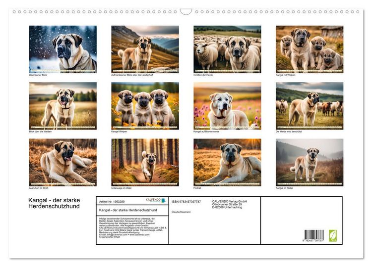 Produktbild: Kangal - der starke Herdenschutzhund (Wandkalender 2026 DIN A2 quer), CALVENDO Monatskalender