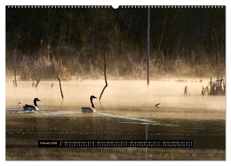 Produktbild: CANADA GOOSE / UK-Version (High Quality Premium Wall Calendar 2026 DIN A2 landscape),CALVENDO 12 Month Wall Calendar