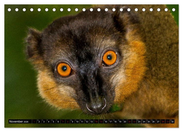 Produktbild: Lemuren Portraits (Tischkalender 2026 DIN A5 quer), CALVENDO Monatskalender