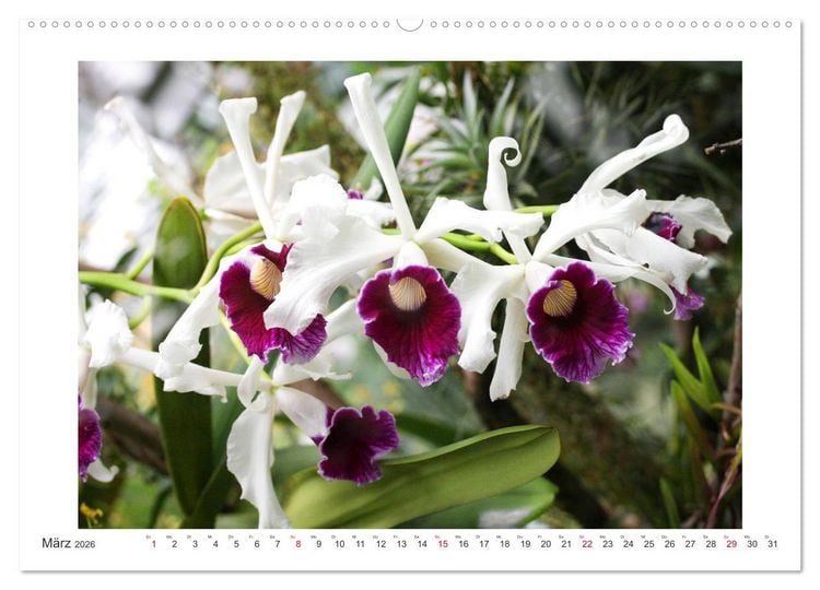 Produktbild: Orchideen Feuerwerk der Farben (hochwertiger Premium Wandkalender 2026 DIN A2 quer), Kunstdruck in Hochglanz