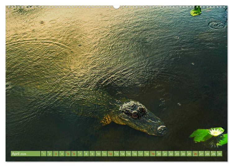 Produktbild: Florida - Sonnige Str&auml;nde und magische S&uuml;mpfe (hochwertiger Premium Wandkalender 2026 DIN A2 quer), Kunstdruck in Hochglanz