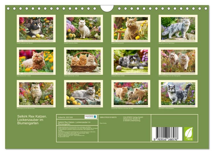 Produktbild: Selkirk Rex Katzen. Lockenzauber im Blumengarten (Wandkalender 2026 DIN A4 quer), CALVENDO Monatskalender