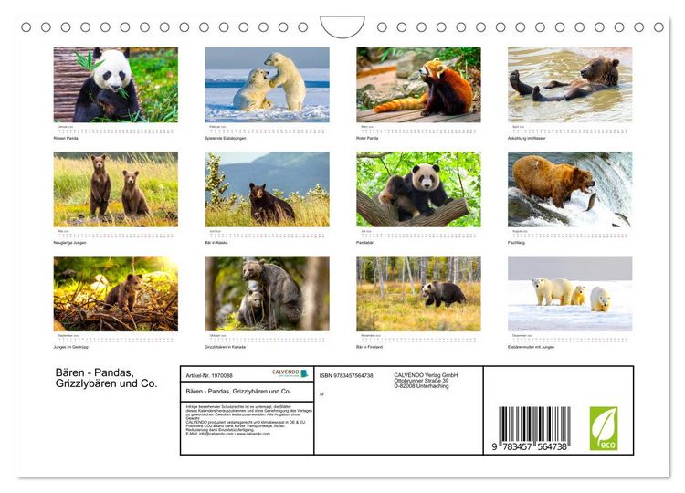 Produktbild: B&auml;ren - Pandas, Grizzlyb&auml;ren und Co. (Wandkalender 2026 DIN A4 quer), CALVENDO Monatskalender