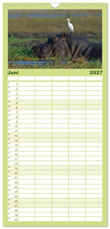 Produktbild: Familienplaner 2027 - Flusspferde Magie des Augenblicks - Hippos in Afrika mit 5 Spalten (Wandkalender, 21 x 45 cm) CALVENDO