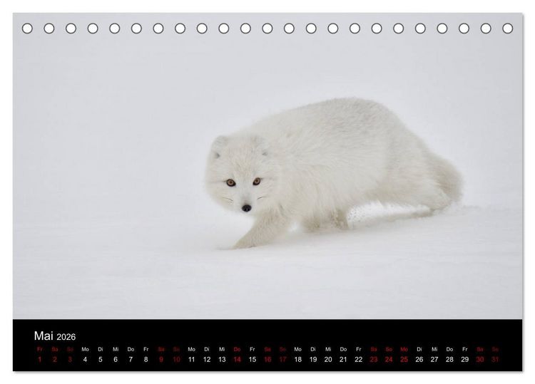 Produktbild: Polarfuchsstudien Wildlife (Tischkalender 2026 DIN A5 quer), CALVENDO Monatskalender