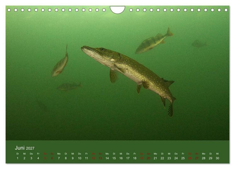 Produktbild: Faszination S&uuml;sswasser (Wandkalender 2027 DIN A4 quer), CALVENDO Monatskalender