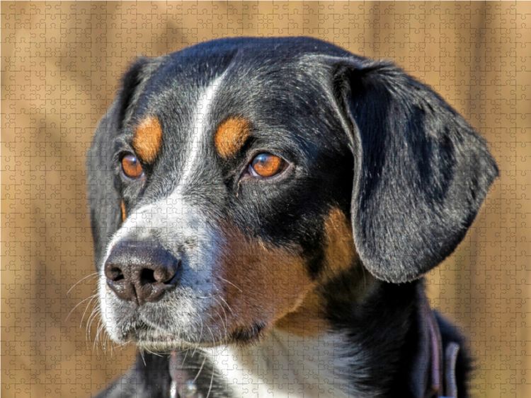 Produktbild: CALVENDO Puzzle Portrait 1000 Teile Lege-Gr&ouml;&szlig;e 64 x 48 cm Foto-Puzzle Bild von SchnelleWelten