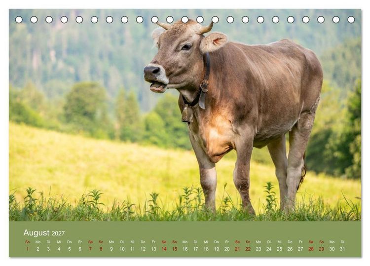 Produktbild: Allg&auml;uer Rindvieh 2027 (Tischkalender 2027 DIN A5 quer), CALVENDO Monatskalender