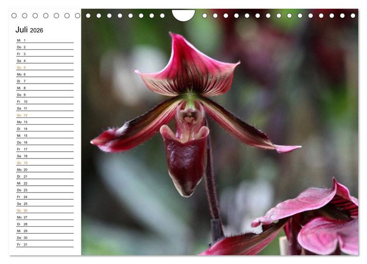 Produktbild: Prachtvolle Orchideen (Wandkalender 2026 DIN A4 quer), CALVENDO Monatskalender