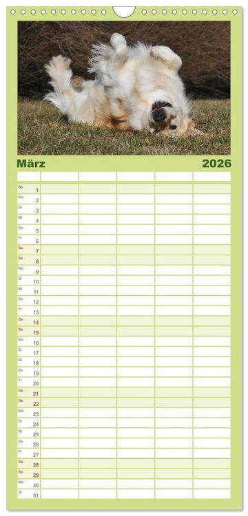 Produktbild: Familienplaner 2026 - Golden Retriever - Ein Herz auf 4 Pfoten mit 5 Spalten (Wandkalender, 21 x 45 cm) CALVENDO