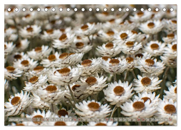 Produktbild: Fynbos - Die einzigartige Flora S&uuml;dafrikas (Tischkalender 2026 DIN A5 quer), CALVENDO Monatskalender
