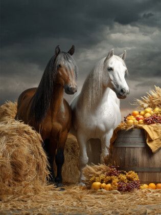 Produktbild: CALVENDO Puzzle Ein Motiv aus dem Kalender Edle Pferde | 1000 Teile Lege-Gr&ouml;&szlig;e 64x48cm Foto-Puzzle f&uuml;r gl&uuml;ckliche Stunden