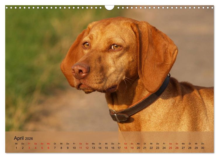 Produktbild: Magyar Vizsla - Ungarischer Vorstehhund (Wandkalender 2026 DIN A3 quer), CALVENDO Monatskalender