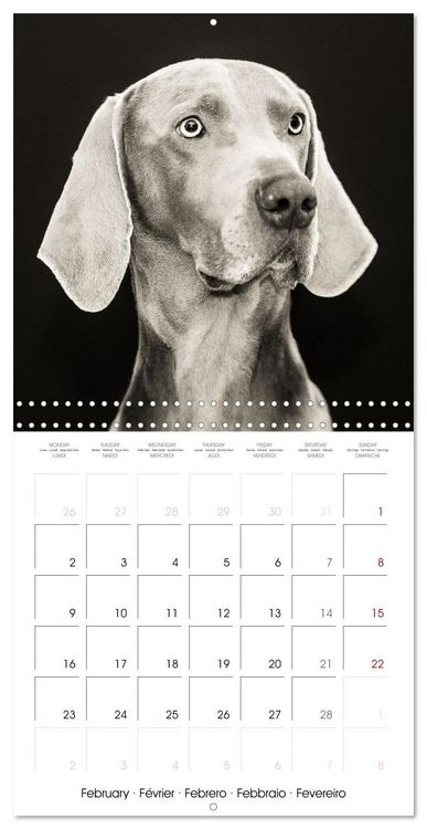 Produktbild: Portraits canins (Calendrier mural carr&eacute; 2026 30x30 cm) Calendrier double avec une page pour vos prises de notes