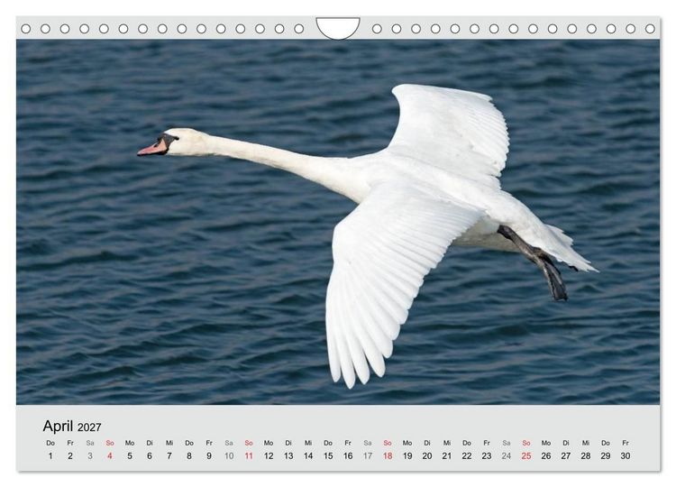 Produktbild: Mit dem Schwan durchs Jahr 2027 (Wandkalender 2027 DIN A4 quer), CALVENDO Monatskalender