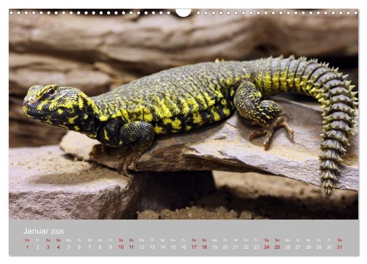 Produktbild: Terrarientiere (Wandkalender 2026 DIN A3 quer), CALVENDO Monatskalender