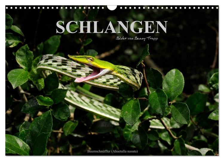 Produktbild: Schlangen (Wandkalender 2026 DIN A3 quer), CALVENDO Monatskalender