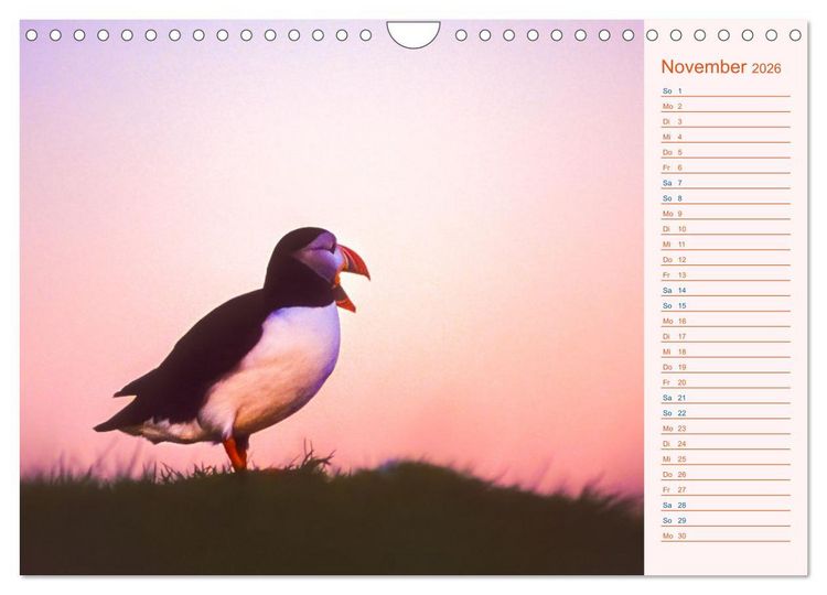 Produktbild: Papageitaucher auf Island (Wandkalender 2026 DIN A4 quer), CALVENDO Monatskalender