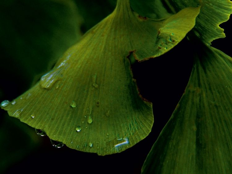 Produktbild: Ginkgo (Puzzle)