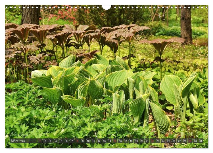 Produktbild: Hosta Staude mit Herz (Wandkalender 2026 DIN A3 quer), CALVENDO Monatskalender
