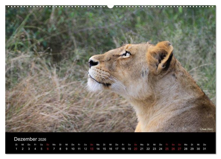 Produktbild: Raubkatzen (hochwertiger Premium Wandkalender 2026 DIN A2 quer), Kunstdruck in Hochglanz