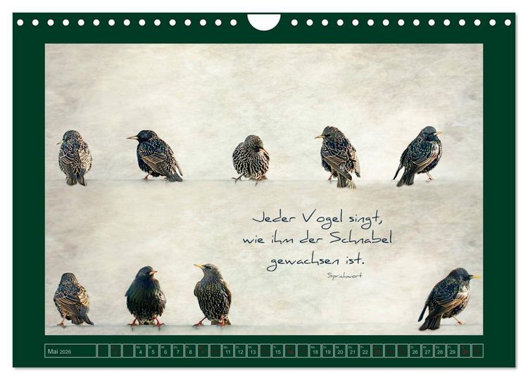 Produktbild: Stare und Weisheiten (Wandkalender 2026 DIN A4 quer), CALVENDO Monatskalender