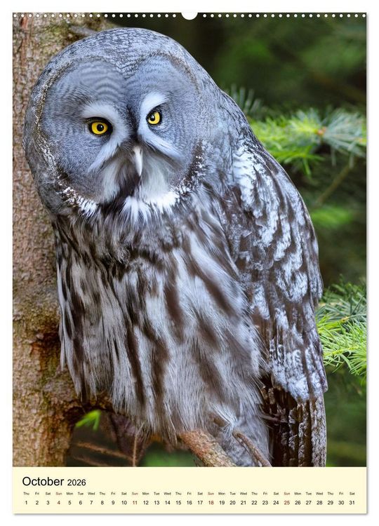 Produktbild: Shy forest birds (High Quality Premium Wall Calendar 2026 DIN A2 portrait),CALVENDO 12 Month Wall Calendar