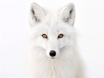 Produktbild: CALVENDO Puzzle Ein Motiv aus dem Kalender "Only white animals" | 1000 Teile Lege-Gr&ouml;&szlig;e 64x48cm Foto-Puzzle f&uuml;r gl&uuml;ckliche Stunden