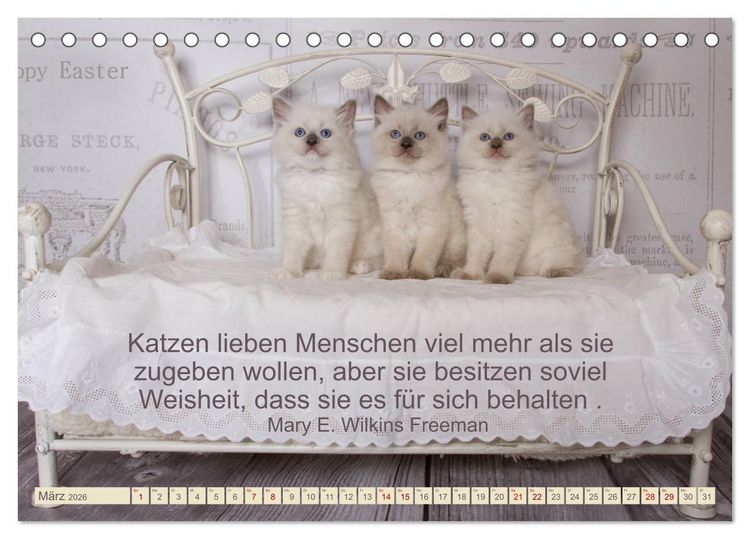Produktbild: Samtpfoten Lebendige Poesie (Tischkalender 2026 DIN A5 quer), CALVENDO Monatskalender