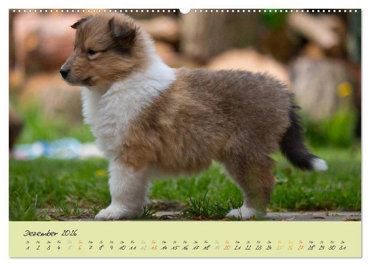 Produktbild: Collie Welpen zum Verlieben (Wandkalender 2026 DIN A2 quer), CALVENDO Monatskalender