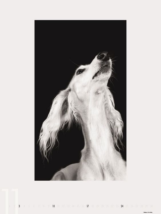 Produktbild: Dogs 2013 - Ruth Marcus