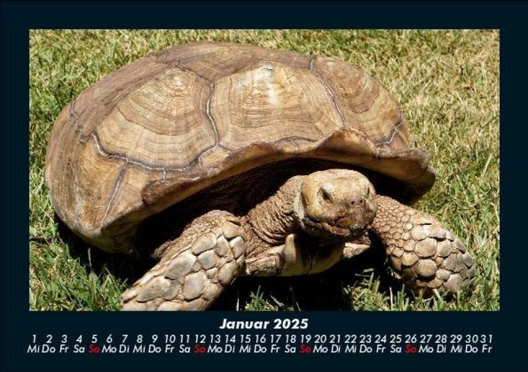 Produktbild: Schildkr&ouml;tenzauber 2025 Fotokalender DIN A5