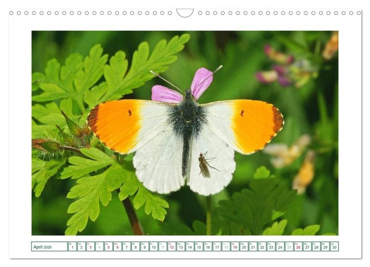 Produktbild: Schmetterlinge: zart und bunt (Wandkalender 2026 DIN A3 quer), CALVENDO Monatskalender