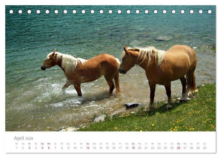 Produktbild: Pferde - In nat&uuml;rlicher Umgebung (Tischkalender 2026 DIN A5 quer), CALVENDO Monatskalender