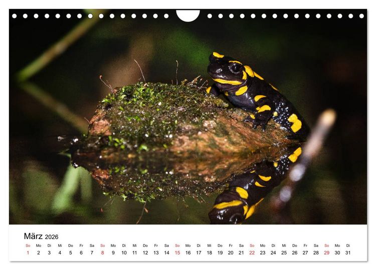 Produktbild: Unsere heimische Tierwelt (Wandkalender 2026 DIN A4 quer), CALVENDO Monatskalender
