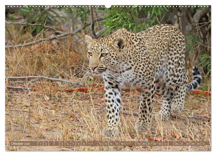 Produktbild: L&ouml;wen und Leoparden - Begegnungen in Afrika (Wandkalender 2026 DIN A2 quer), CALVENDO Monatskalender