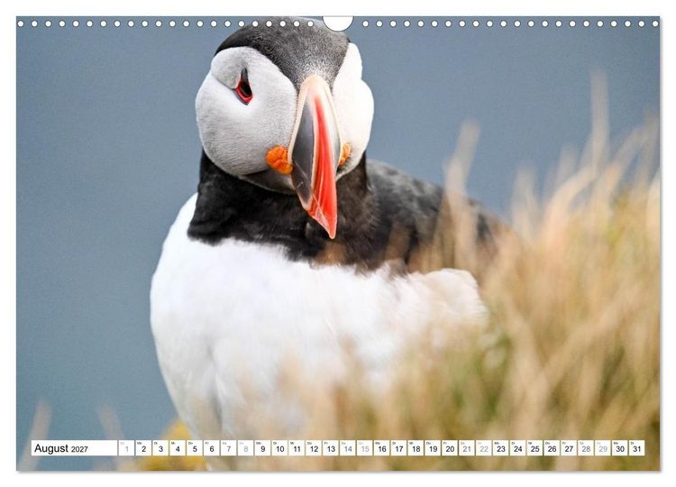 Produktbild: Islands Papageientaucher (Wandkalender 2027 DIN A3 quer), CALVENDO Monatskalender
