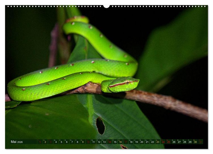 Produktbild: Borneo - Tierparadies Regenwald (hochwertiger Premium Wandkalender 2026 DIN A2 quer), Kunstdruck in Hochglanz