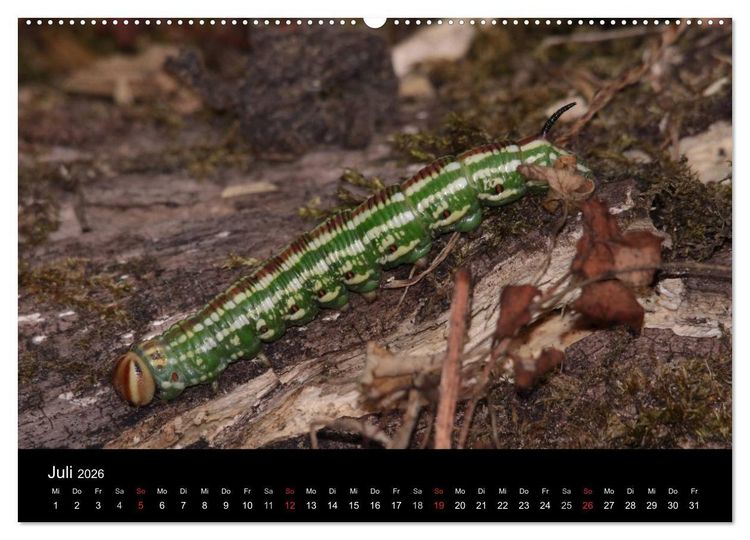 Produktbild: Faszination Schmetterlingsraupen (Wandkalender 2026 DIN A2 quer), CALVENDO Monatskalender