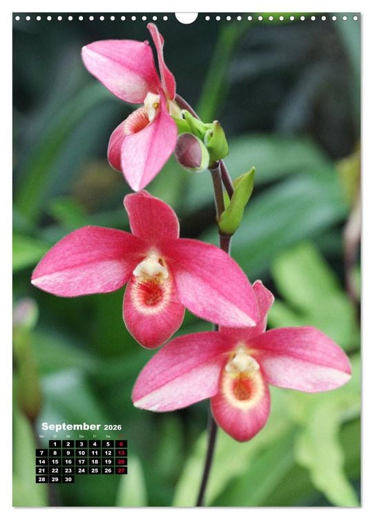 Produktbild: Kleine Orchideensch&auml;tze (Wandkalender 2026 DIN A3 hoch), CALVENDO Monatskalender