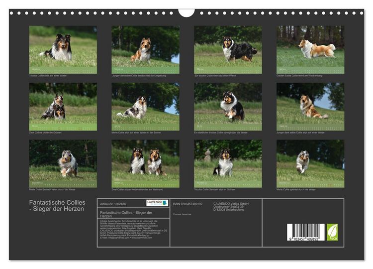 Produktbild: Fantastische Collies - Sieger der Herzen (Wandkalender 2026 DIN A3 quer), CALVENDO Monatskalender