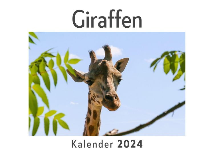 Produktbild: Giraffen (Wandkalender 2024, Kalender DIN A4 quer, Monatskalender im Querformat mit Kalendarium, Das perfekte Geschenk)