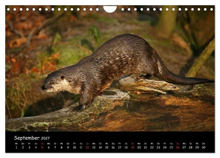 Produktbild: Putzige Fischj&auml;ger (Wandkalender 2027 DIN A4 quer), CALVENDO Monatskalender